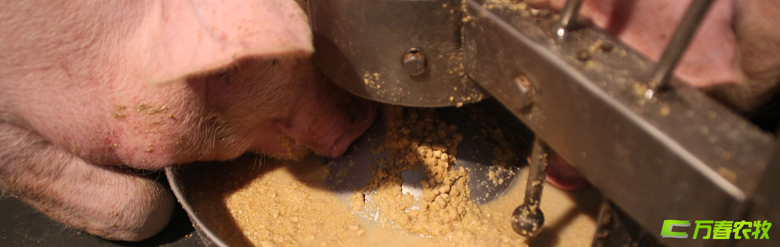豬用濕拌飼料自動飼喂器與系統-四川成都萬春農牧機械